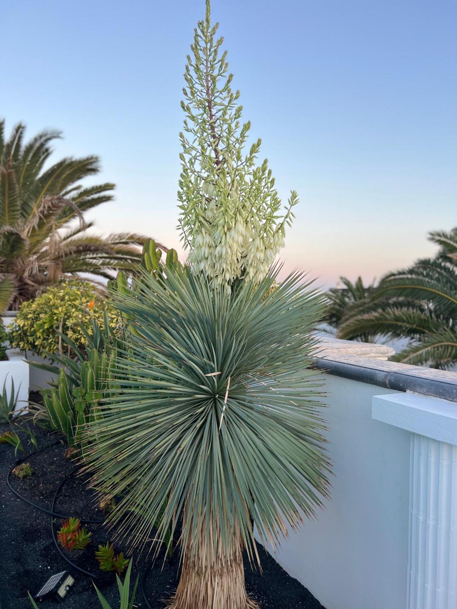 Oasis De Lujo - Luxury Boutique Villa Costa Teguise Bagian luar foto